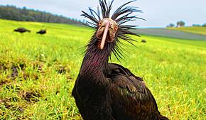 Dr. Saurier, den Namen bekam das Weibchen von seinen Zieheltern, ist allein aus Spanien an den Bodensee zurückgekommen. Der Waldrapp hat ...