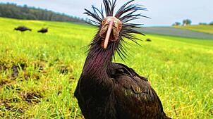 Dr. Saurier, den Namen bekam das Weibchen von seinen Zieheltern, ist allein aus Spanien an den Bodensee zurückgekommen. Der Waldrapp hat ...
