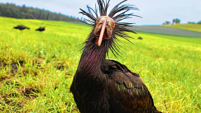 Dr. Saurier, den Namen bekam das Weibchen von seinen Zieheltern, ist allein aus Spanien an den Bodensee zurückgekommen. Der Waldrapp hat ...