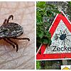 Vorsicht vor Zecken: Die winzigen Tiere verursachen mit ihren Bissen immer mehr Borreliose-Infektionen im Schwarzwald-Baar-Kreis.