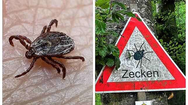 Vorsicht vor Zecken: Die winzigen Tiere verursachen mit ihren Bissen immer mehr Borreliose-Infektionen im Schwarzwald-Baar-Kreis.