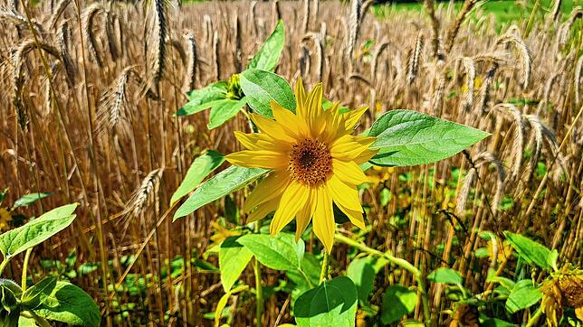 Eine leuchtende Sonnenblume im Kornfeld bei Altenburg.