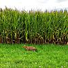 Füchse werden in Pfaffenweiler zu einem ernsten Problem. Dieser Fuchs zeigt sich tagsüber am Rande eines Maisfelds in der Hauptstraße ...