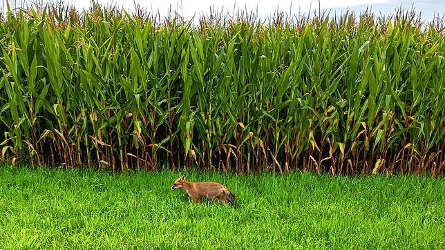 Füchse werden in Pfaffenweiler zu einem ernsten Problem. Dieser Fuchs zeigt sich tagsüber am Rande eines Maisfelds in der Hauptstraße ...