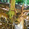 Neben Damhirschen leben Sikahirsche (Bild) im Waldshuter Wildgehege. (Archivbild)
