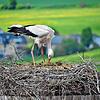 Storch Hans im Nest auf dem Kriegerdenkmal in der Stockacher Oberstadt. (Archivbild)