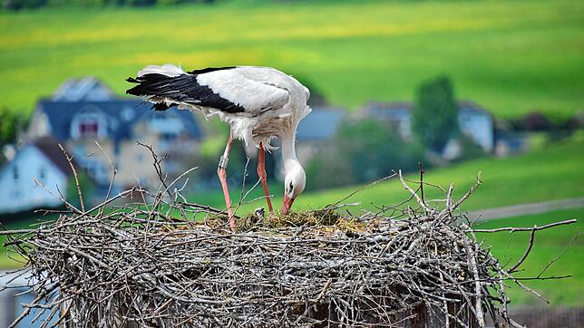 Storch Hans im Nest auf dem Kriegerdenkmal in der Stockacher Oberstadt. (Archivbild)