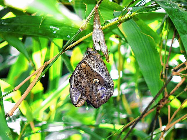 Ein gerade geschlüpfter Falter namens Eryphanes polyxena, der von Guatemala bis zum Amazonasbecken vorkommt.