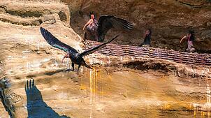 Die Waldrappe haben die Felsnische im Katharinenfelsen wieder eingenommen. Einer der Vögel fliegt hier gerade los, während vier andere ...