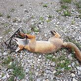 Schwer verletzt wird der Fuchs in Schwenningen gefunden.
