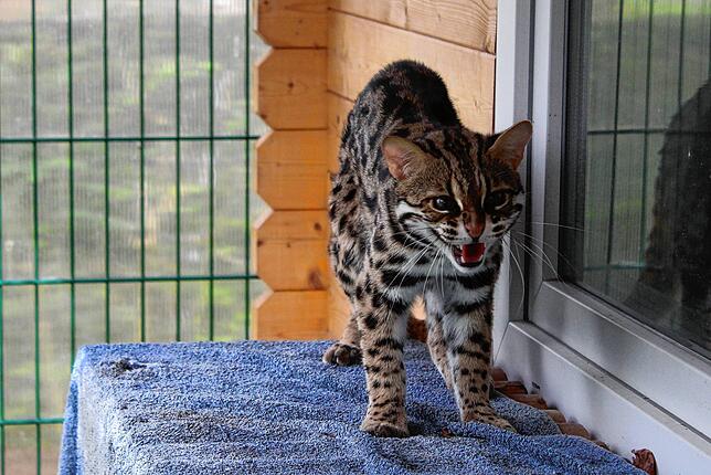 Der junge Serval versucht sich im Fauchen. Es klingt eher niedlich als angsteinflößend.