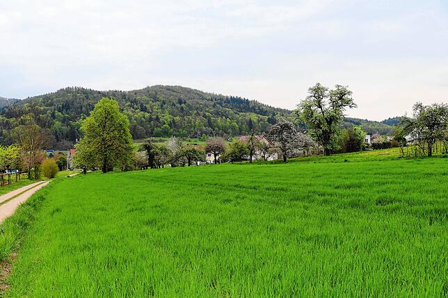 Bild 18: Streit um das Freiwiesle: So sieht die Streuobstwiese aktuell aus