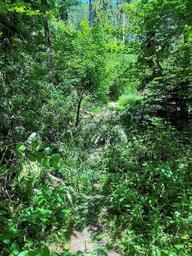 Unter dem umgestürzten Baum befinden sich Wanderweg und zwei Plätze für Camper. Gottseidank war niemand dort.