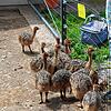 Diese Straußenküken sind drei bis vier Wochen alt. Neugierig strecken sie ihre Köpfe durch den Zaun und versuchen, nach den Schuhbändeln ...