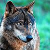 Die Angst vor ihm sitzt tief bei den Deutschen: Dass der Wolf noch immer gefüchtet wird, hängt auch mit Kriegszeiten zusammen.