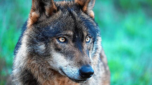 Die Angst vor ihm sitzt tief bei den Deutschen: Dass der Wolf noch immer gefüchtet wird, hängt auch mit Kriegszeiten zusammen.