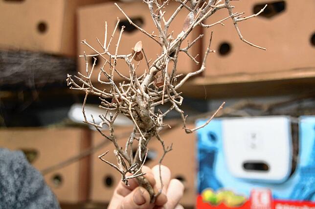 Bild 13: Von der uralten Schindel zur schmucken Weihnachtskunst: So entsteht eine handgebaute Krippe