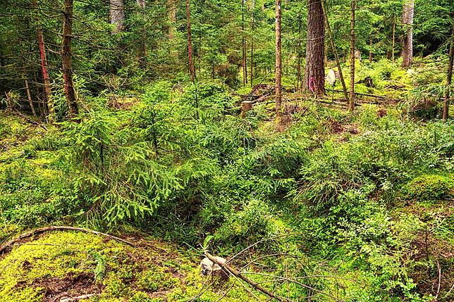 Auf den ersten Blick sind die alten Entwässerungsgräben im Wald nicht mehr zu erkennen. Wer genau hinschaut, erkennt ihren Verlauf ...