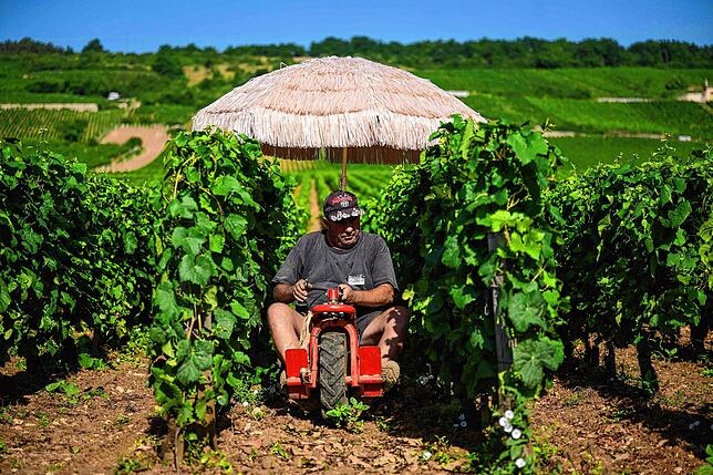 Frankreich, Vosne-Roman: Ein Winzer, der auf dem Weingut Roman Conti arbeitet, schützt sich unter einem Regenschirm vor der Sonne.