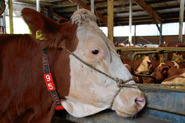 Kuh Heike muss am Vormittag in einen separaten Stall, weil sie vom Tierarzt untersucht wird.