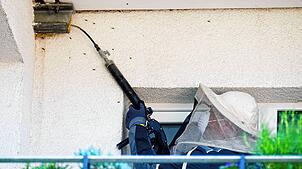 Lassen sich Wespen in oder an einer Mietwohnung nieder, muss der Vermieter das Nest beseitigen. Doch nun geben sich Betrüger im Internet ...