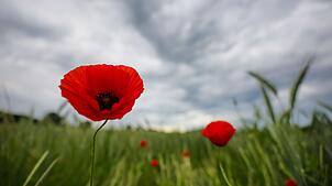 Auch in den kommenden Tagen bleibt es laut DWD im Südwesten wolkig.