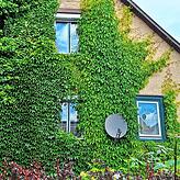Die Fassade ist inzwischen mit Efeu bewachsen.