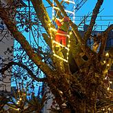 Wer genau hinschaut, wird mehrere geheimnisvolle Nikoläuse oder Weihnachtsmänner entdecken, die auf beleuchteten Leitern die Bäume ...
