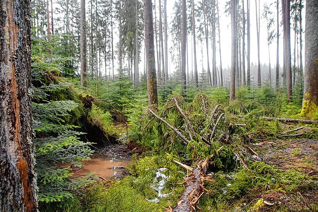 Bild 15: Bilder-Story: Rundgang im von den Sturmtiefs Sabine, Bianca und Diana beschädigten VS-Wald