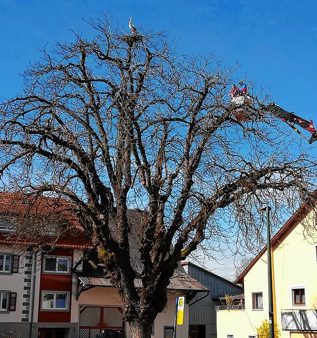 Im März kam der Kranwagen von Andreas Mauch zum Einsatz, um das noch unfertige Storchennest oben in der Krone der Kastanie abzuräumen.