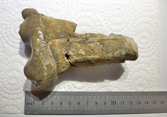 Backenzähne von Ur-Elefant Der Ur-Elefant, von dem die Fundstücke aus Vorarlberg stammen, soll vor mehr als 15 Millionen Jahren gelebt haben, als in der Region ...