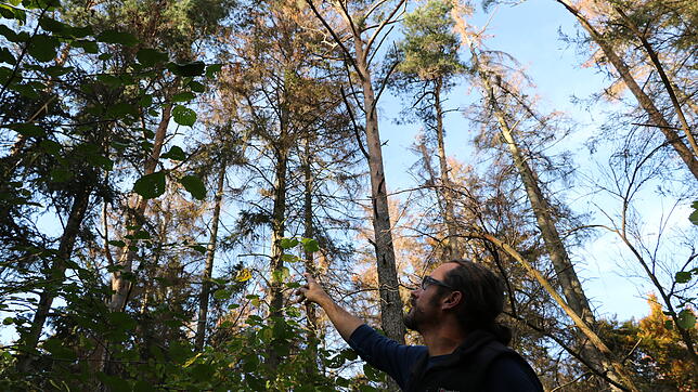 Stadtförster Steffen Wolf sieht für 2019 eine Katastrophe auf den Wald zukommen, sollte es nicht vor dem Kälteeinbruch des Winters ...