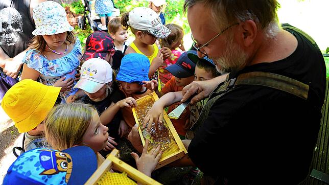 Ganz nah dran und kein bisschen ängstlich sind die Ferienkinder, als ihnen Imker Helmut Finkbeiner die Bienenwabe mitsamt Königin zeigt. ...