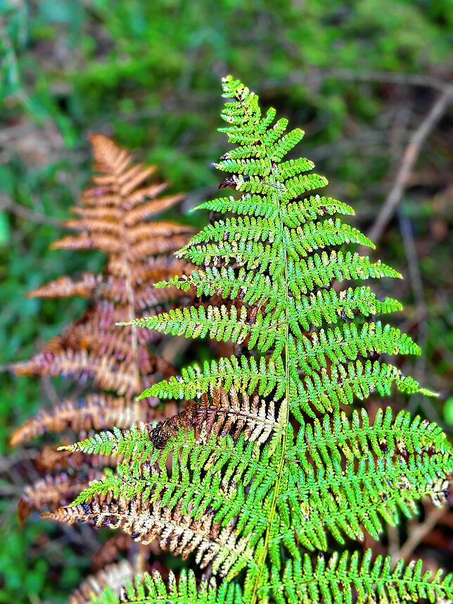 Bild 4: So schön ist der Herbst im Schwarzwald und auf der Baar