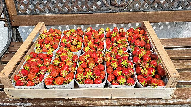 Frisch geerntet kommt diese Palette Freilanderdbeeren im Obsthof Erath in Ailingen an.