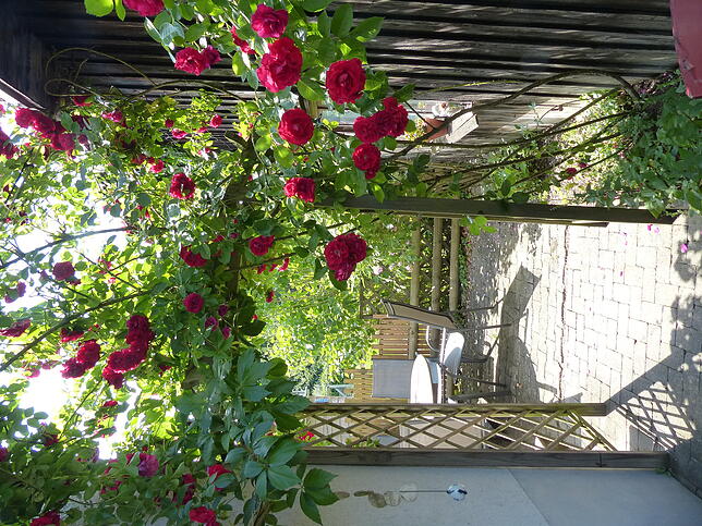 Hereinspaziert! Rosen trifft man in Wally Kölbles Garten sehr häufig an. Hier geht es zu einem der vielen Sitzpätze und zur Terrasse.