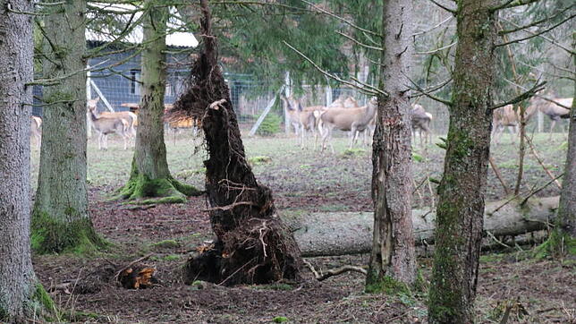 Im Rotwildgehege liegen mehrere umgestürzte Bäume. Da der Sturm auch den Zaun des großen Außengeheges beschädigte, können die Tiere nur ...