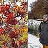 Noch bis in den Dezember sammelt und verwendet Kräuterpädagogin Jeanette Becker die Früchte der Eberesche. Allerdings ist bei den ...