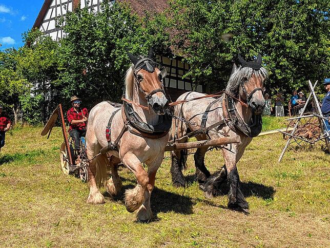 Bild 12: Kaltblüter sind Kraftpakete