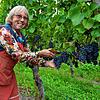 Winzerin Lucie Wurst schaut in den Reben nach der Qualität der Spätburgunder Trauben, welche in den kommenden Wochen geerntet werden.