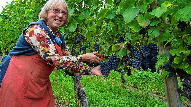 Winzerin Lucie Wurst schaut in den Reben nach der Qualität der Spätburgunder Trauben, welche in den kommenden Wochen geerntet werden.