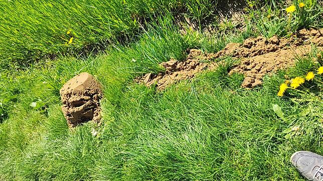 Ordentlich Sand wurde bei der Reinigung der Quellstränge ans Tageslicht gebracht; im Ramsberger Tobel waren es laut Harald Volk stolze ...