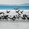 Die Kormorane vermehren sich am Bodensee von Jahr zu Jahr und bringen die Fischbestände immer stärker unter Druck.