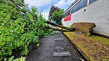 Der Sturm riss viele Bäume um und Wurzeln heraus, wie hier in der Singener Aluminiumstraße.