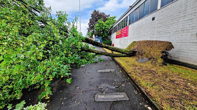 Der Sturm riss viele Bäume um und Wurzeln heraus, wie hier in der Singener Aluminiumstraße.