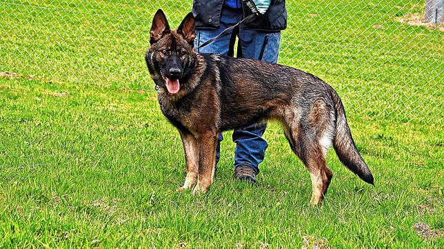 Schäferhündin Yoyo kann bei der Rettungshundeprüfung RH2A Fläche ein „Vorzüglich“ erreichen.  Bild: Wälderdogs