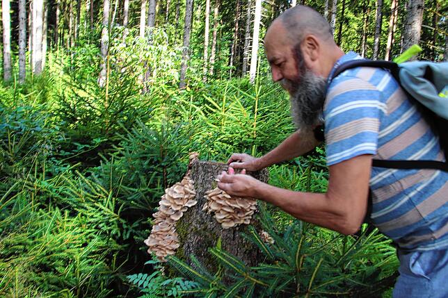 Der sogenannte Halimasch zersetzt totes Holz, kann aber auch lebende Bäume zum Absterben bringen.