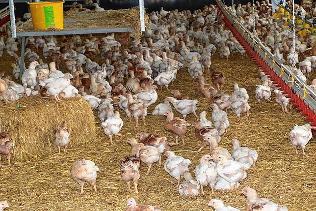Bild 3: Aufs Huhn gekommen: Was hat es eigentlich mit den Weidehähnchen aus Tiefenhäusern auf sich?