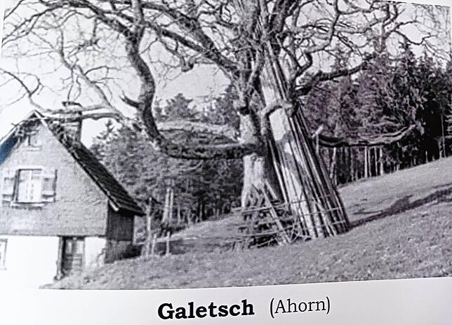 Auf einem alten Foto ist der Bergahorn bereits abgebildet. Damals stand der Baum auf dem Grundstück eines Bauernhofs, der 1976 ...