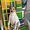Der Parson Terrier Milo verstarb im März überraschend nach einem Spaziergang über die Felder bei Bräunlingen. Besitzer Andy Wenke ...